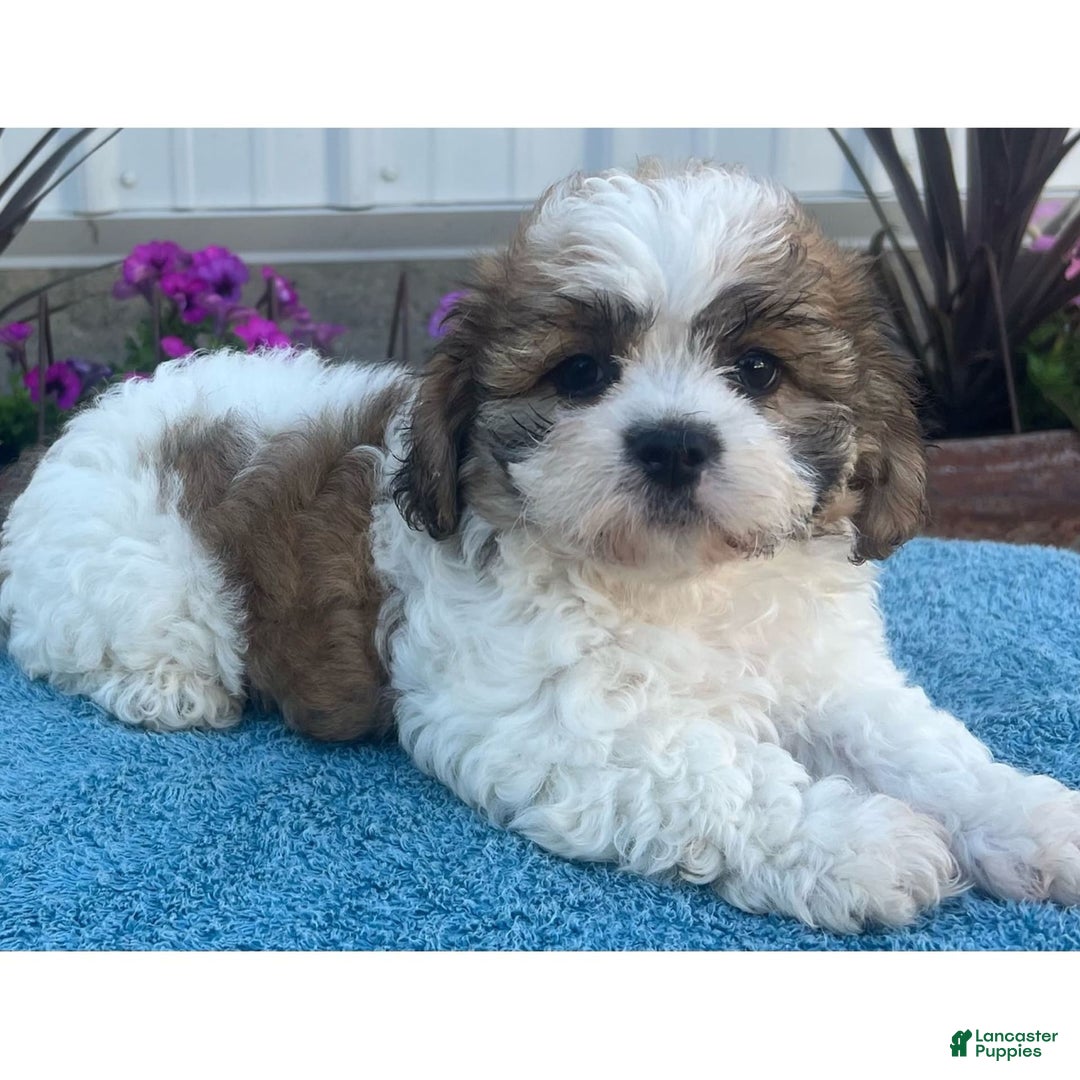 Teddy Bear dogs for sale: Misty - Image 1