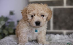 Maltipoo dogs for sale: Yogi - Image 13