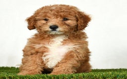 Mini Goldendoodle dogs for sale: Daisy - Image 7