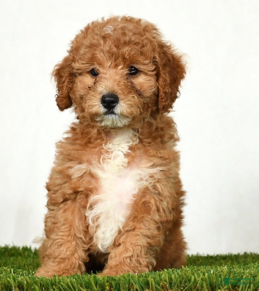 Mini Goldendoodle dogs for sale: Daisy - Image 7