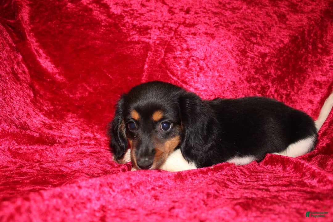 Miniature Dachshund dogs for sale: Casey - Image 2