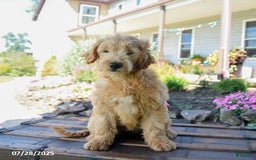 Goldendoodle dogs for sale: Patty - Image 6