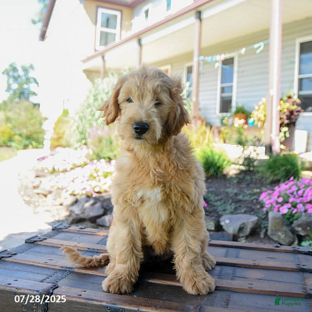 Goldendoodle dogs for sale: Patty - Image 6