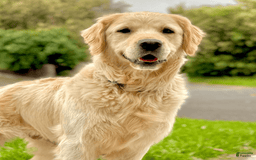 Golden Retriever dogs for sale: Alex - Image 4