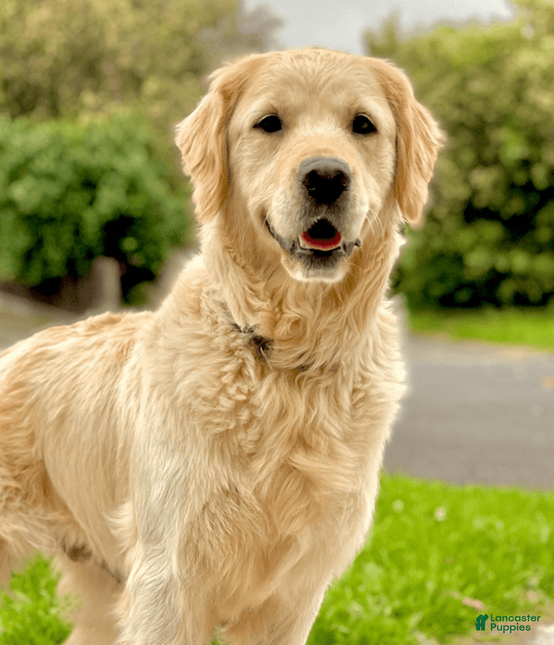Golden Retriever dogs for sale: Alex - Image 4