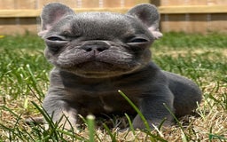 French Bulldog dogs for sale: Lilac and tan - Image 1