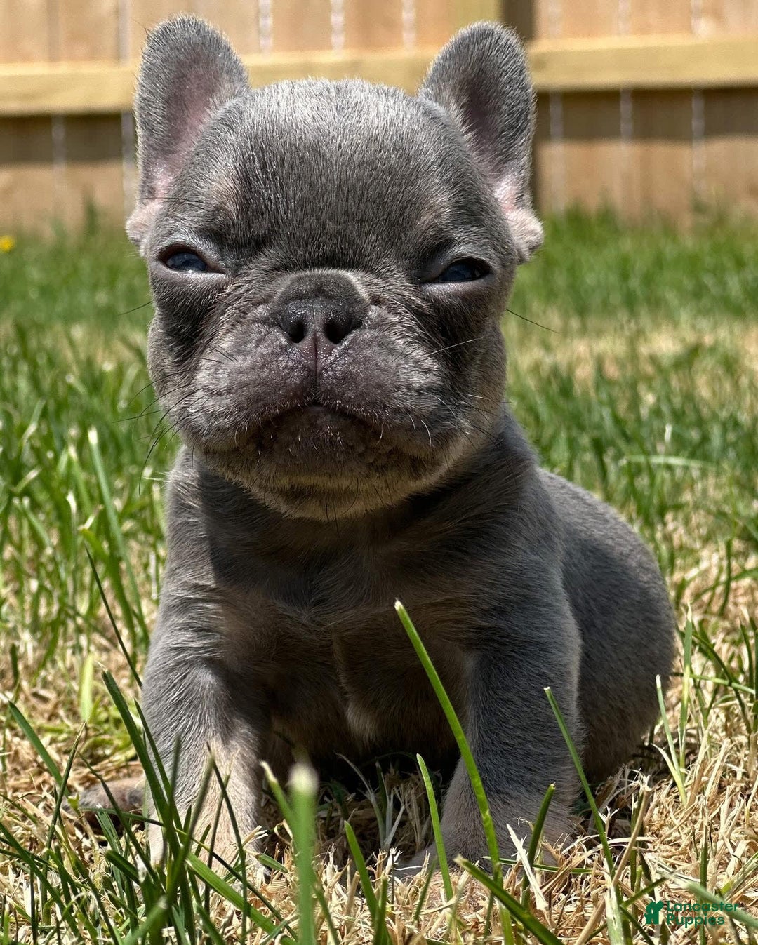 French Bulldog dogs for sale: Lilac and tan - Image 1