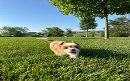 Cavachon dogs for sale: Paws - Image 7