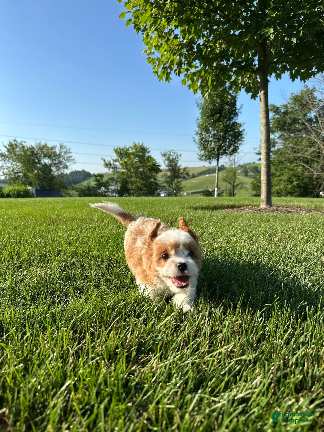 Cavachon dogs for sale: Paws - Image 7