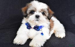 Shih Tzu dogs for sale: Lennie - Image 6