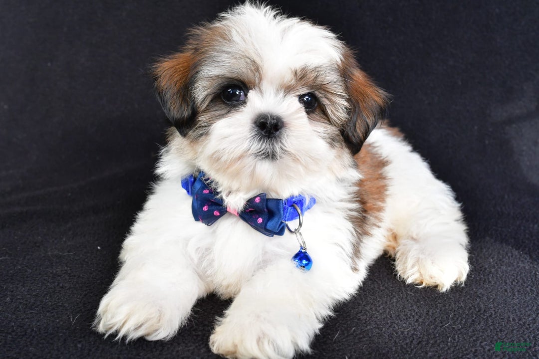 Shih Tzu dogs for sale: Lennie - Image 6