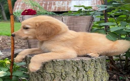 Golden Retriever dogs for sale: Sophie - Image 2