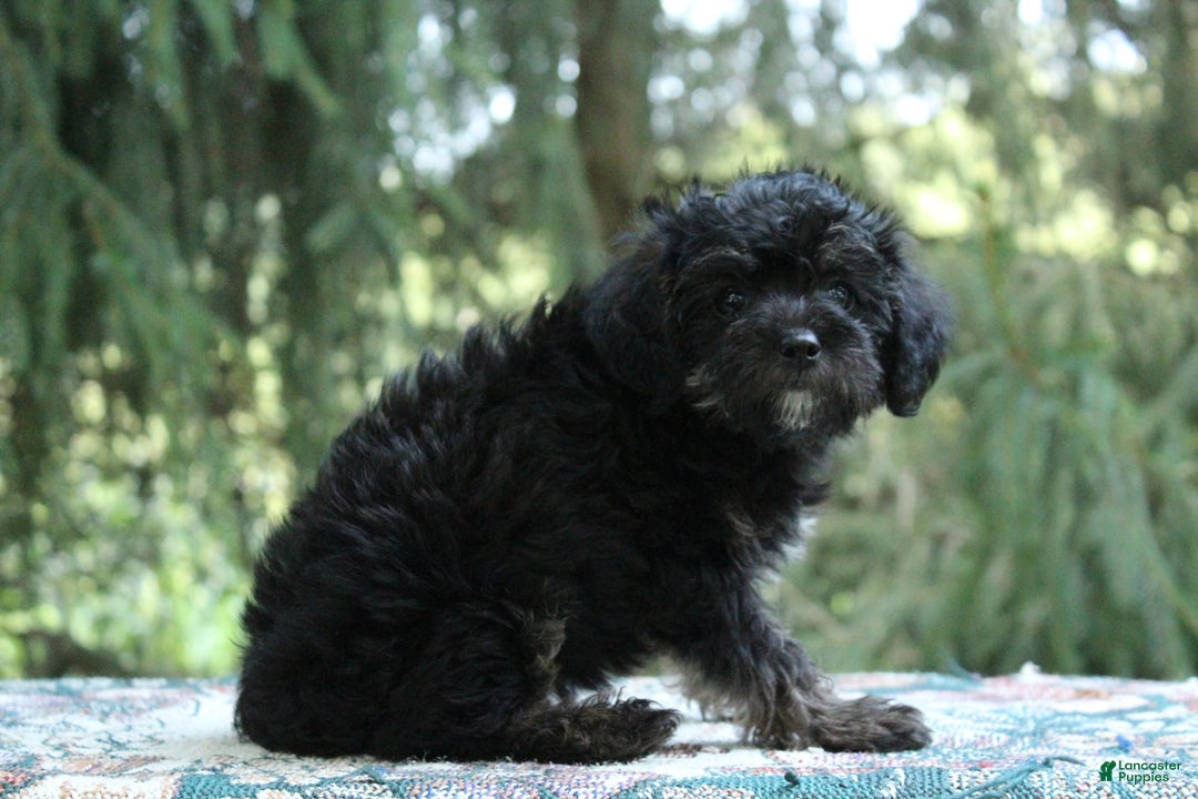 Miniature Poodle dogs for sale: Cocoa - Image 8