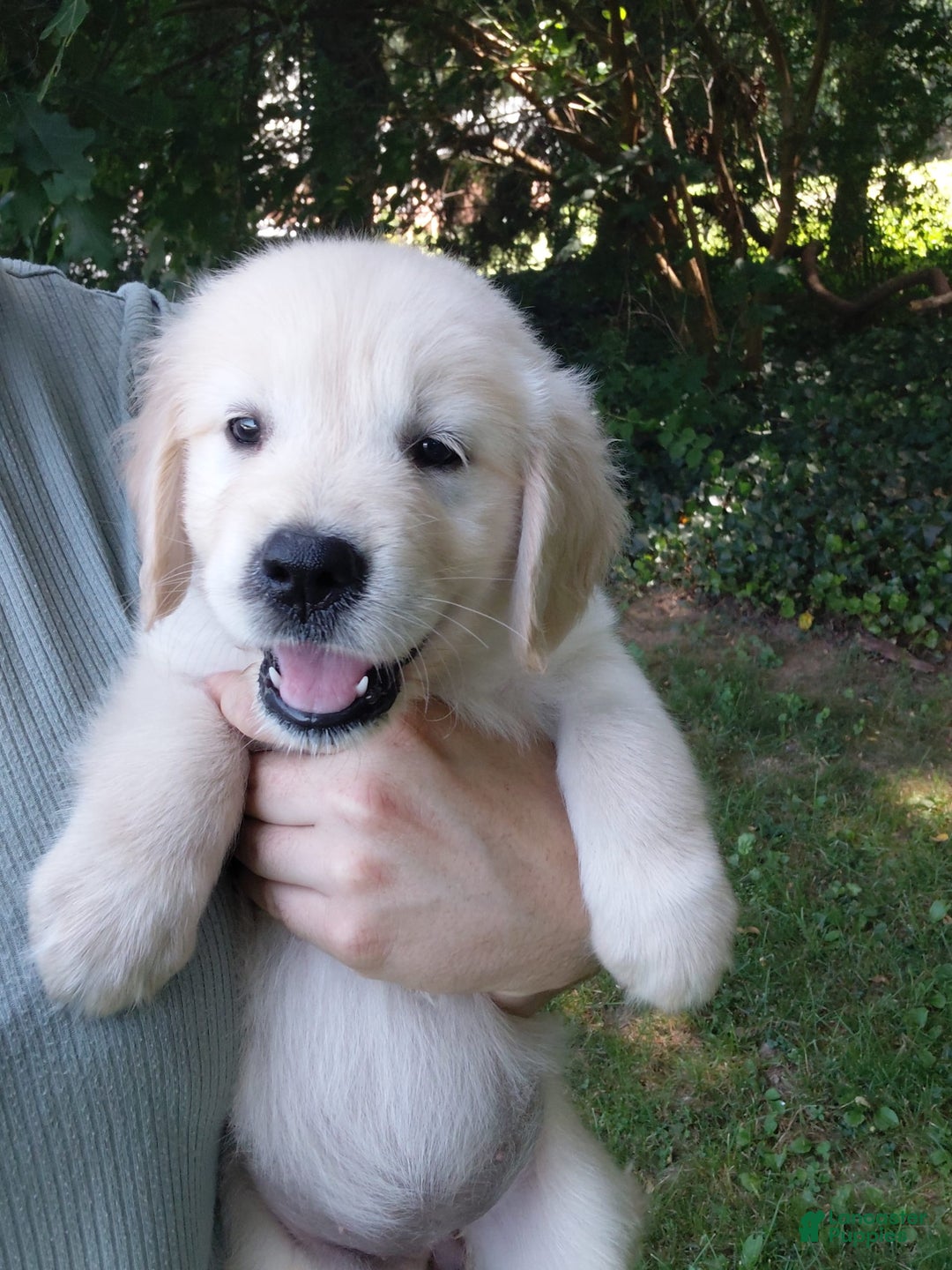 Golden Retriever dogs for sale: Pepper - Image 26