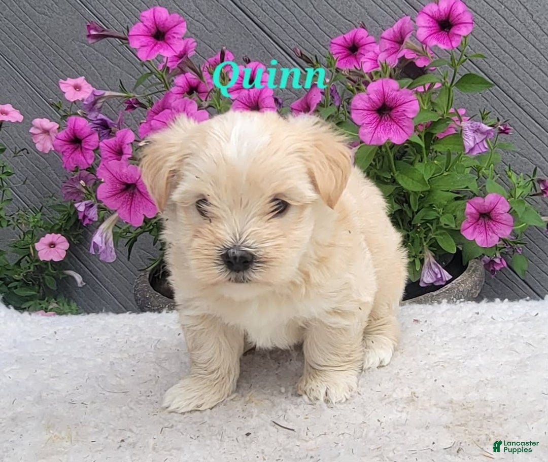 Morkie dogs for sale: Quinn - Image 4
