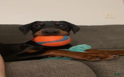 Doberman Pinscher dogs for sale: Freya - Image 4