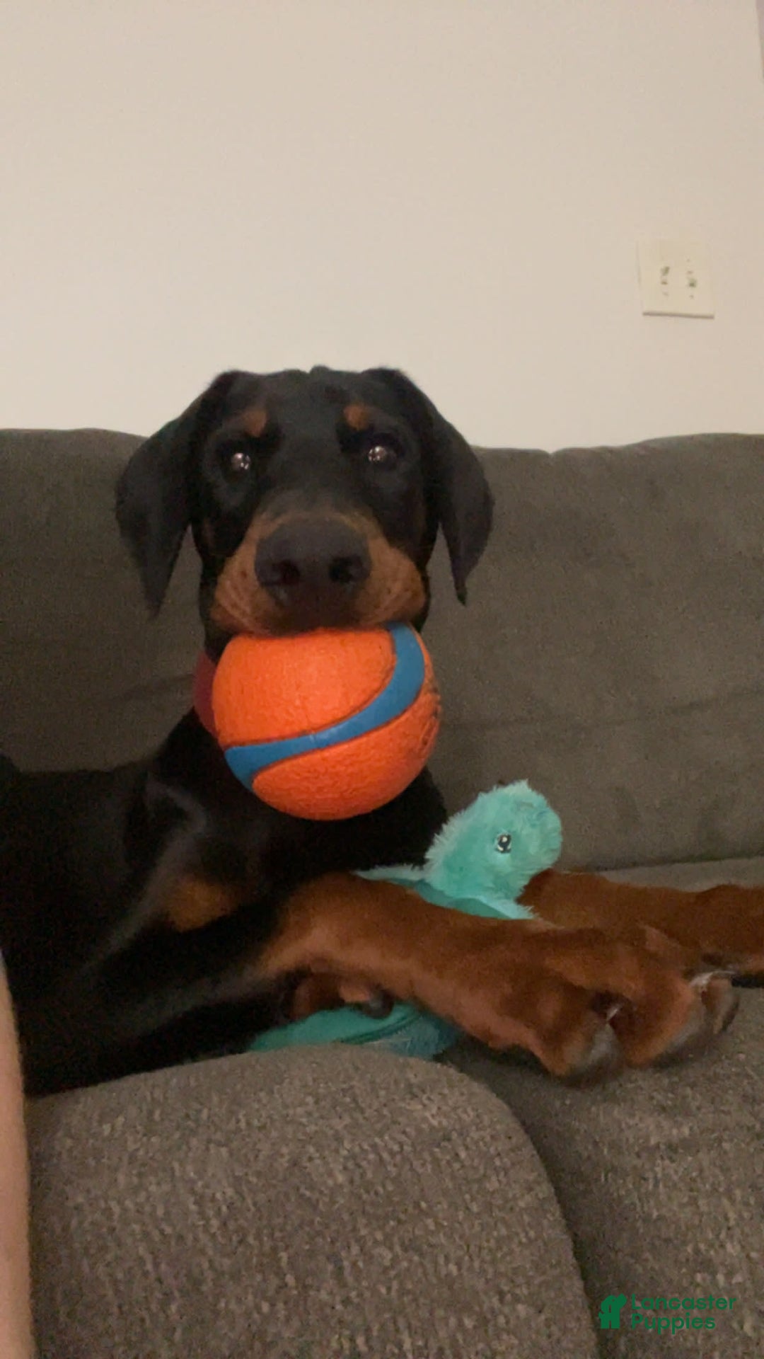 Doberman Pinscher dogs for sale: Freya - Image 4