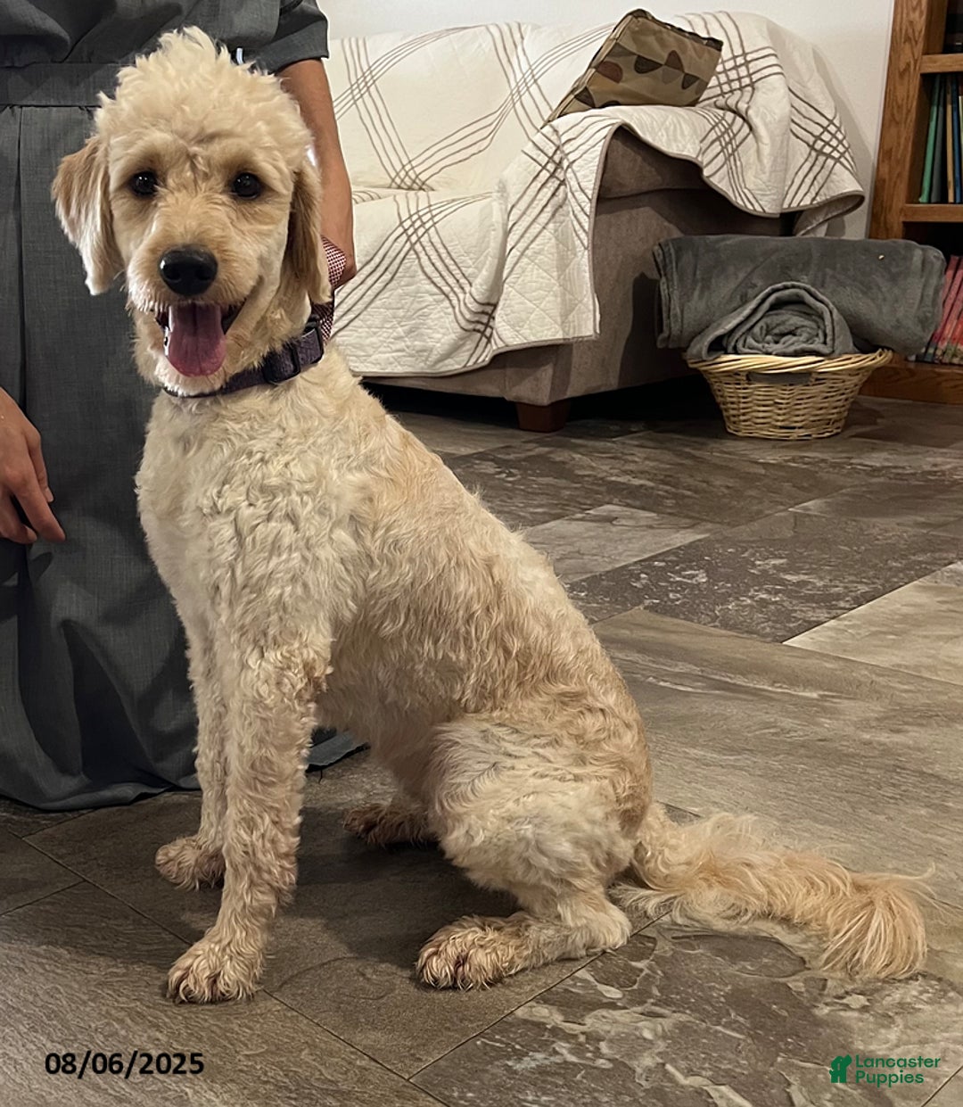 Mini Goldendoodle dogs for sale: Queenie - Image 1