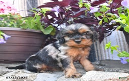 Cockapoo dogs for sale: Smores - Image 1