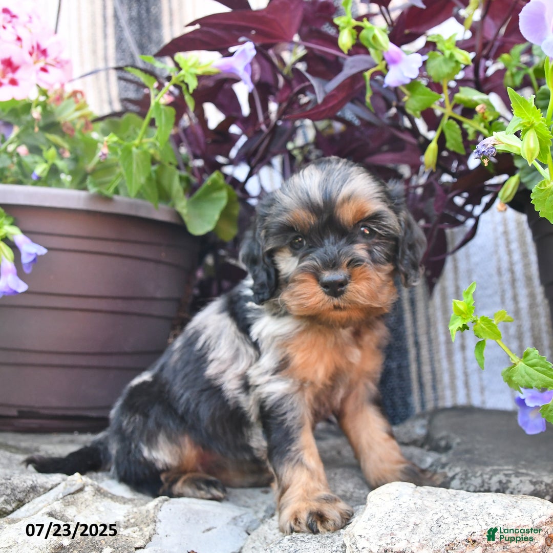 Cockapoo dogs for sale: Smores - Image 1