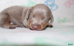 Dachshund dogs for sale: Stella Male 3 - Image 6