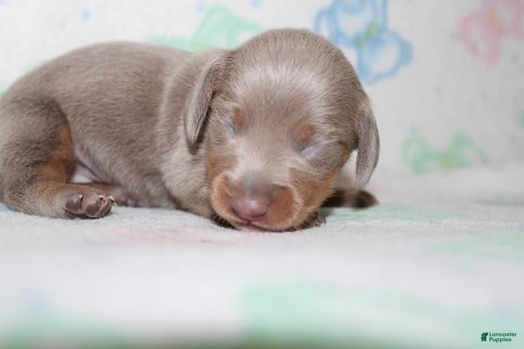 Dachshund dogs for sale: Stella Male 3 - Image 6