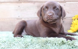 Labrador Retriever dogs for sale: Bonnie - Image 1