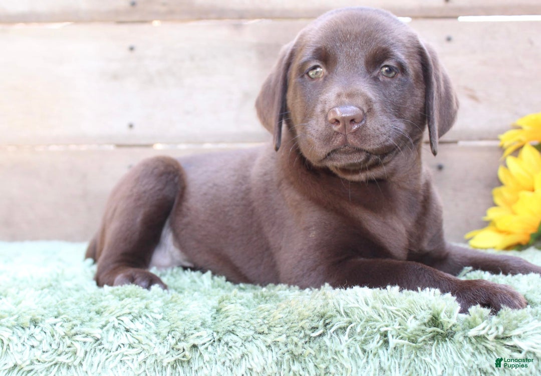Labrador Retriever dogs for sale: Bonnie - Image 1