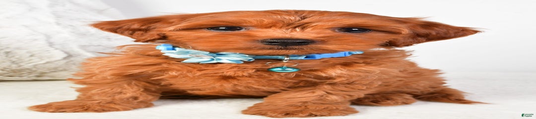 Vinceton