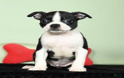 Boston Terrier dogs for sale: Ivy - Image 2