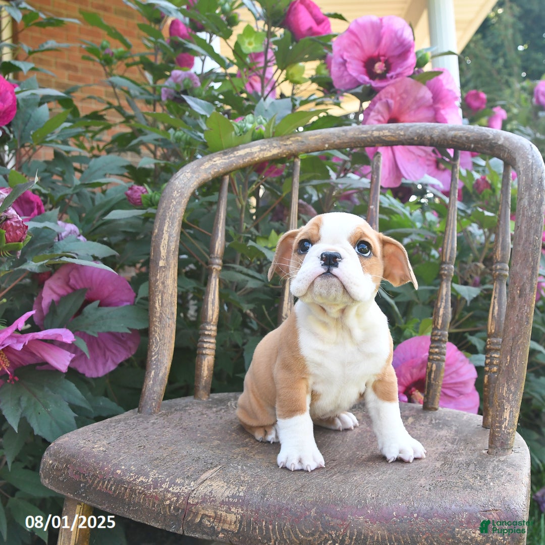 English Bulldog dogs for sale: Bella - Image 3