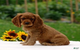 Cocker Spaniel dogs for sale: Turner - Image 3