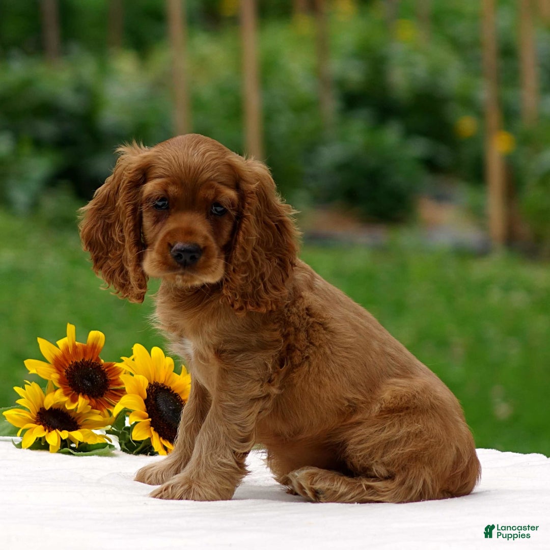 Cocker Spaniel dogs for sale: Turner - Image 3