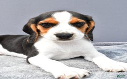 Beagle dogs for sale: Skip - Image 6