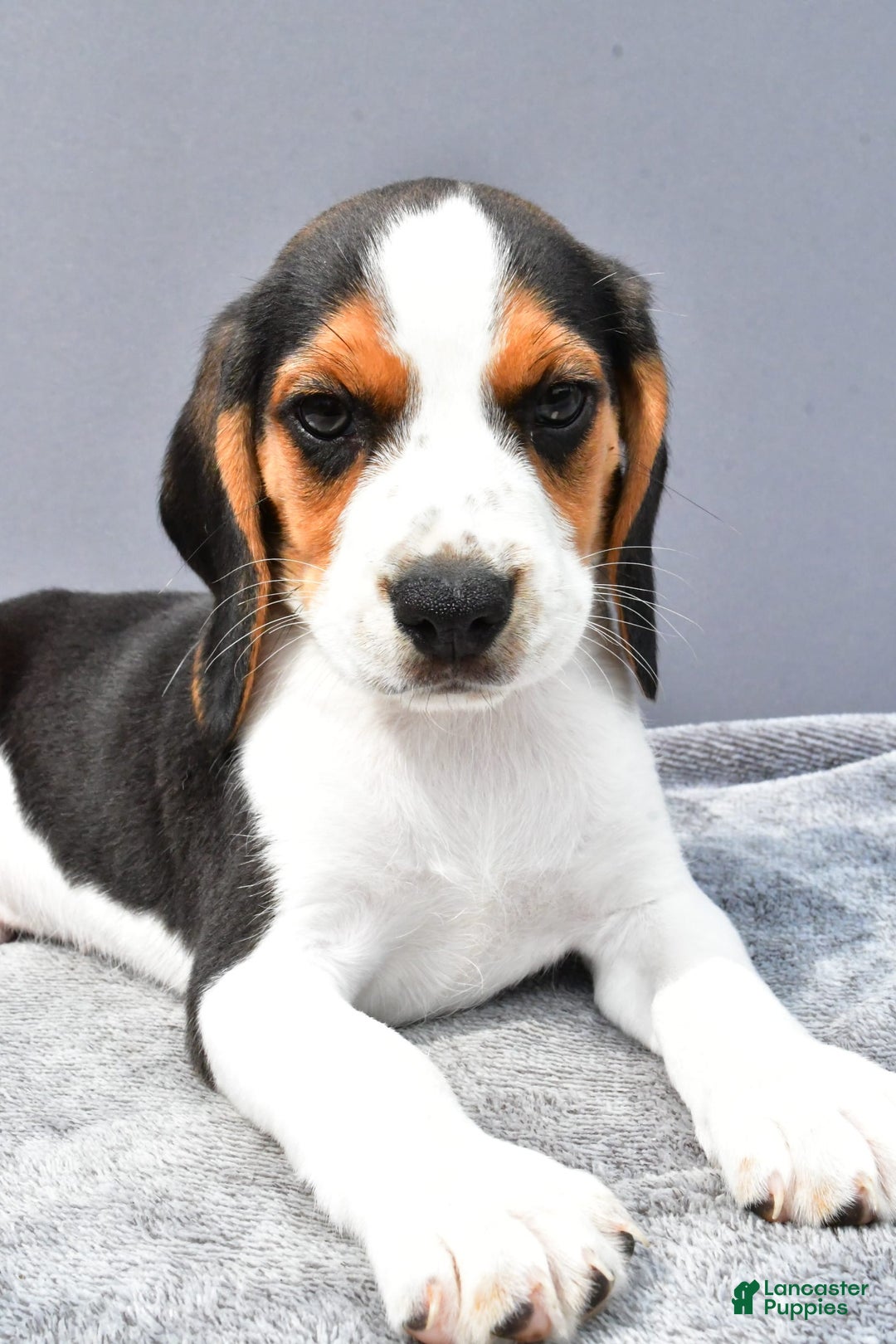 Beagle dogs for sale: Skip - Image 6