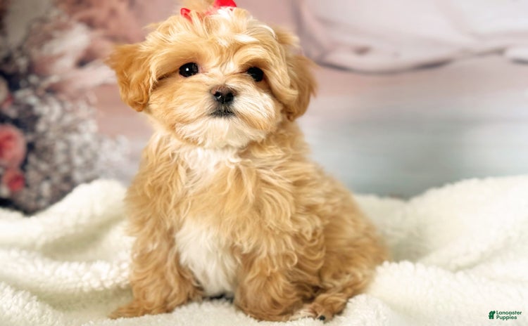 Maltipoo dogs for sale - Ad 2
