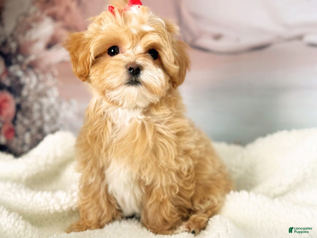 Maltipoo dogs for sale: Red Collared Boy - Image 1