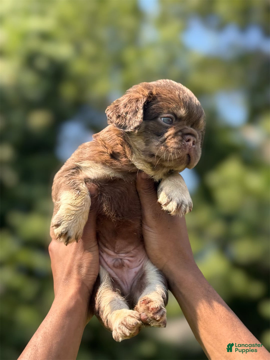 French Bulldog dogs for sale: Ted - Image 1