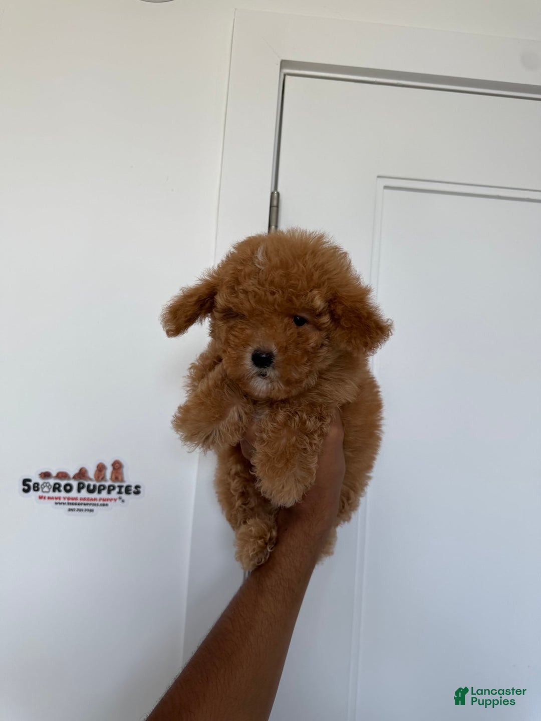 Toy Poodle dogs for sale: Bella - Image 6