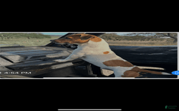 Jack Russell Terrier dogs for sale: Boy 1 - Image 4