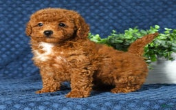 Cavapoo dogs for sale: Felicia - Image 6