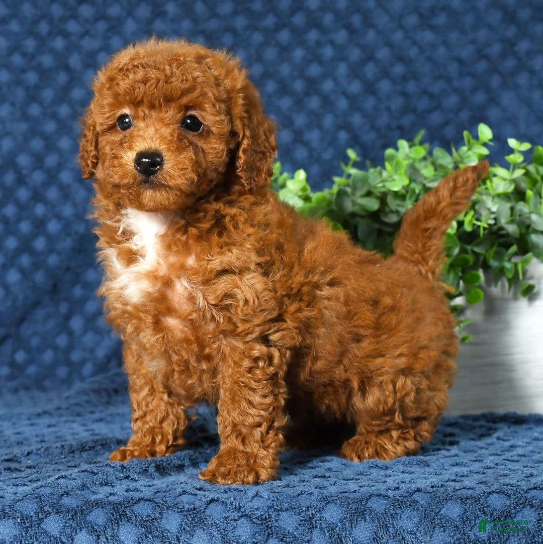Cavapoo dogs for sale: Felicia - Image 6