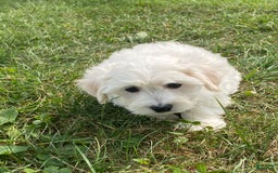 Bichon Frise dogs for sale: Beau - Image 3