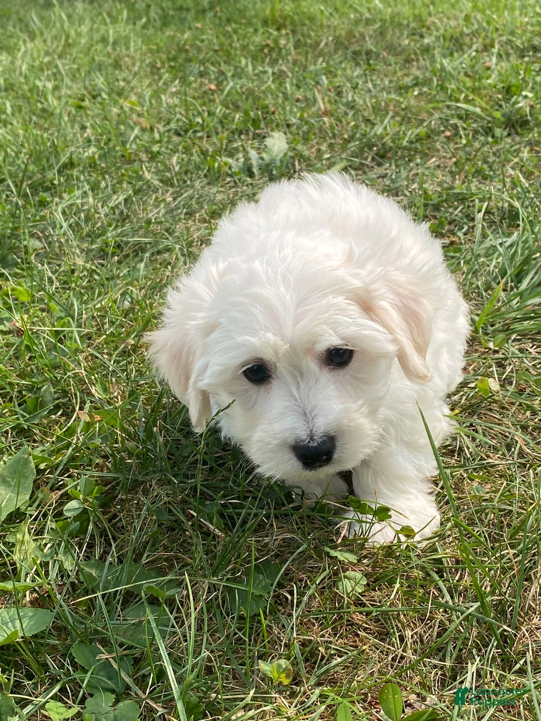 Bichon Frise dogs for sale: Beau - Image 3