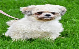 Shihpoo dogs for sale: Tysona - Image 8