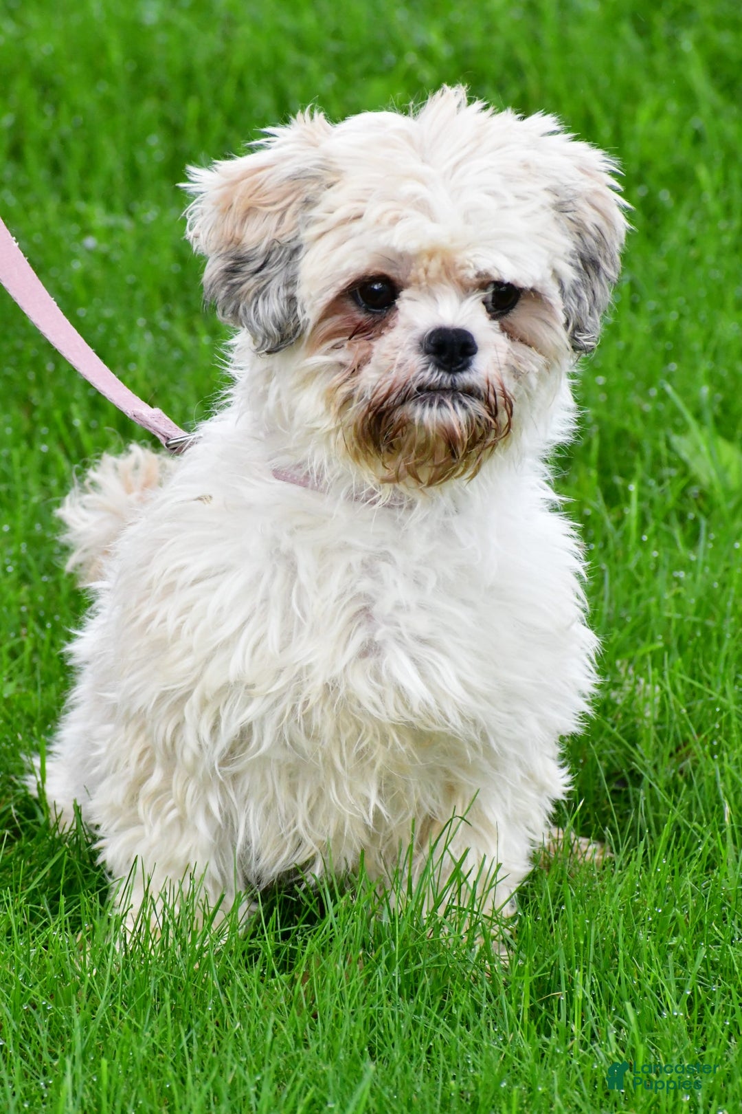 Shihpoo dogs for sale: Tysona - Image 8