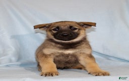 German Shepherd dogs for sale: Tammy - Image 3