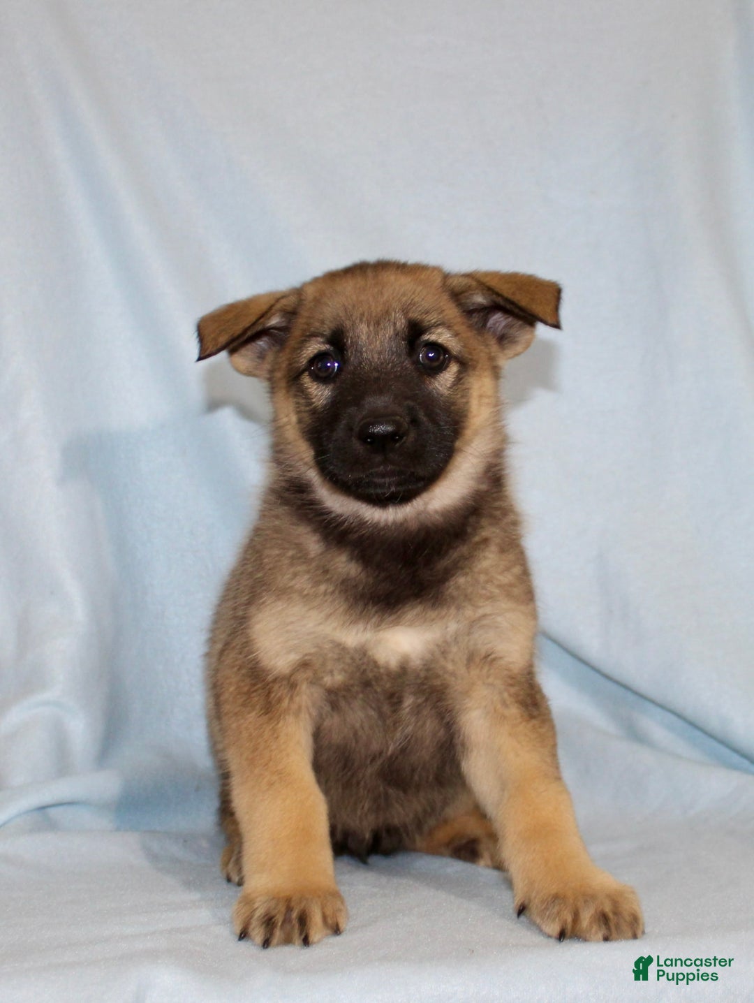 German Shepherd dogs for sale: Tammy - Image 3