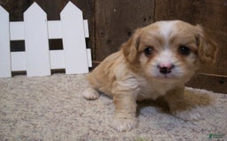 Cavachon dogs for sale: Piper - Image 15