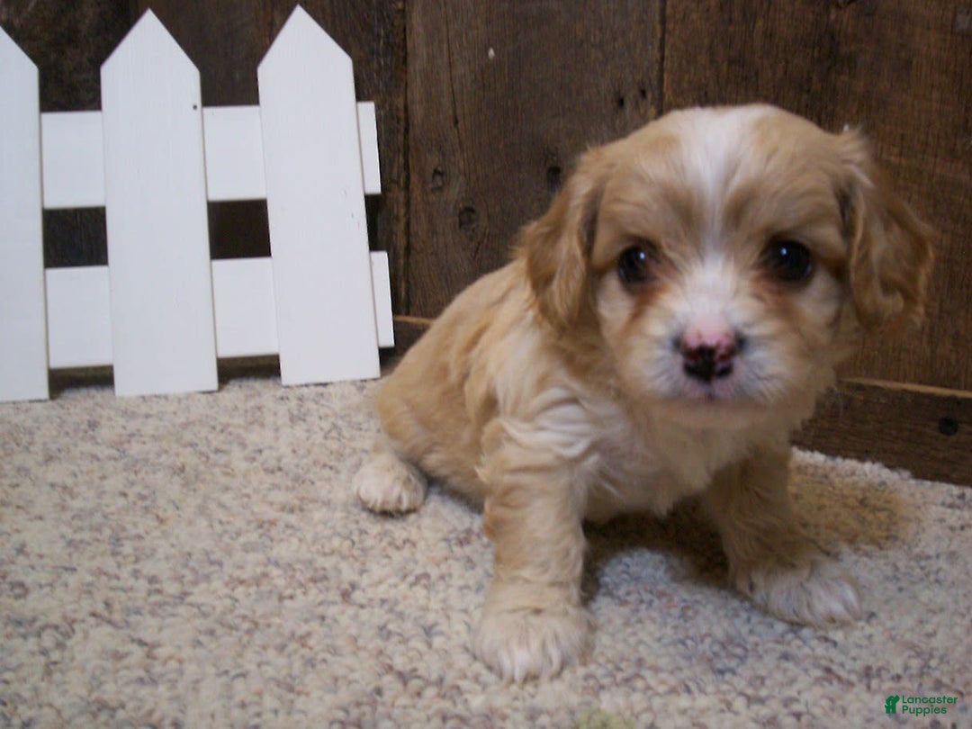 Cavachon dogs for sale: Piper - Image 15